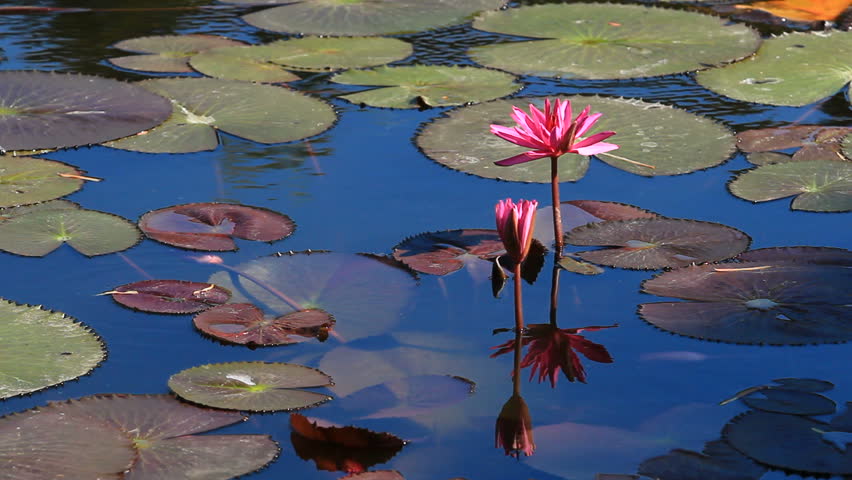 pink lotus (Water Lily) 