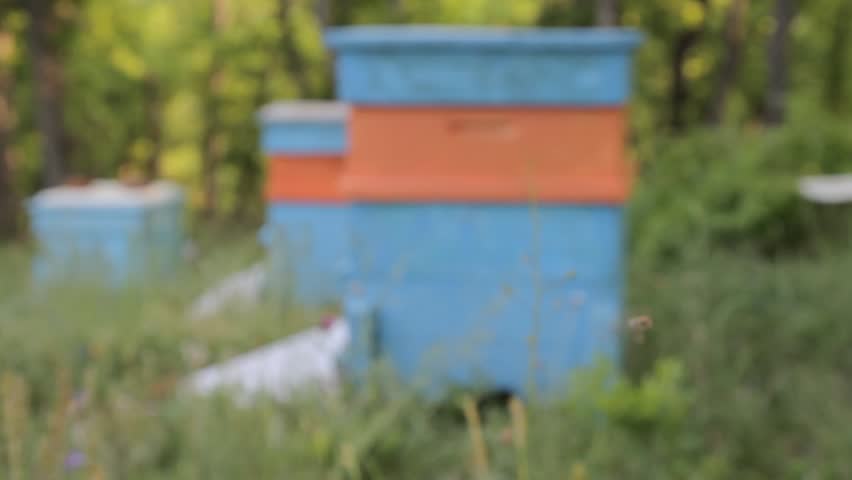 Bees Swarming in Front of Apiary Nature Background HD