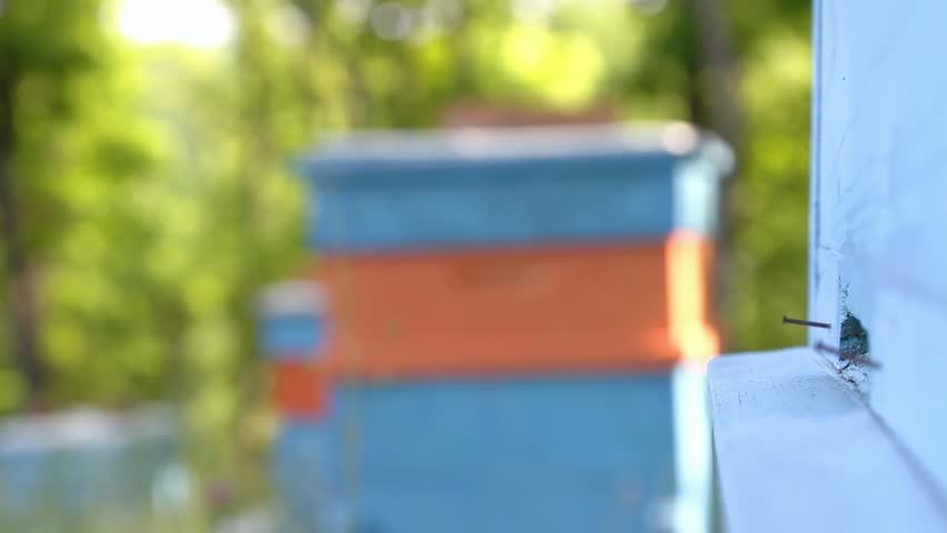 Busy Summer Bees Returning to Apiary Nature Background HD