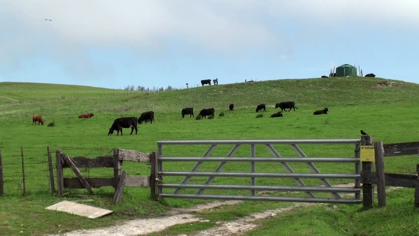 A herd of cows on pasture