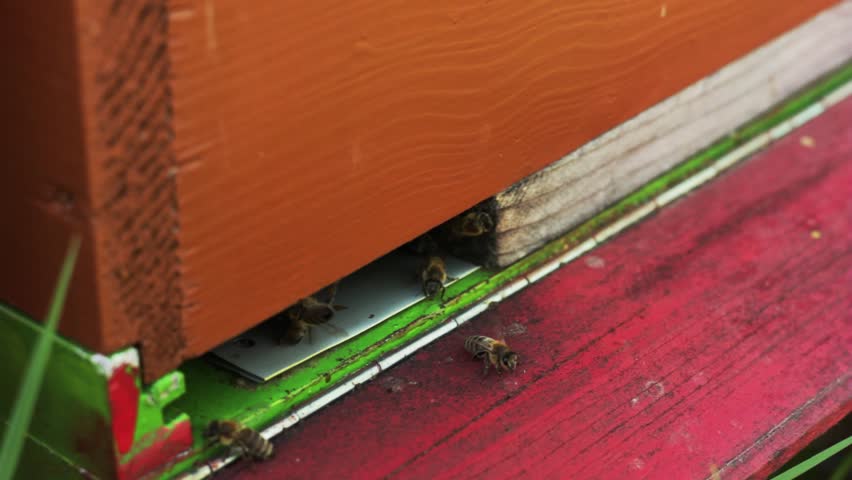 The beehives entrance.