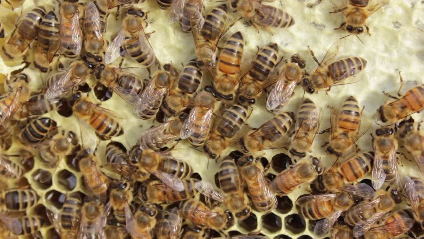 Working bees on honeycomb: