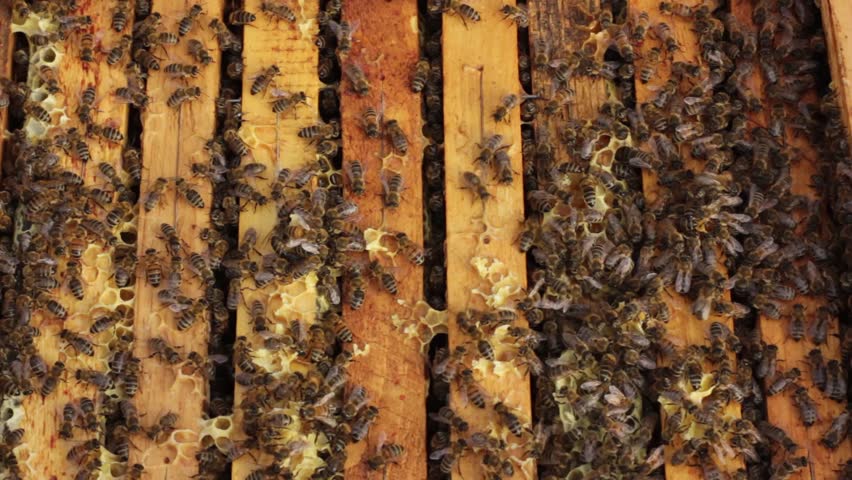 The top of an opened beehive.