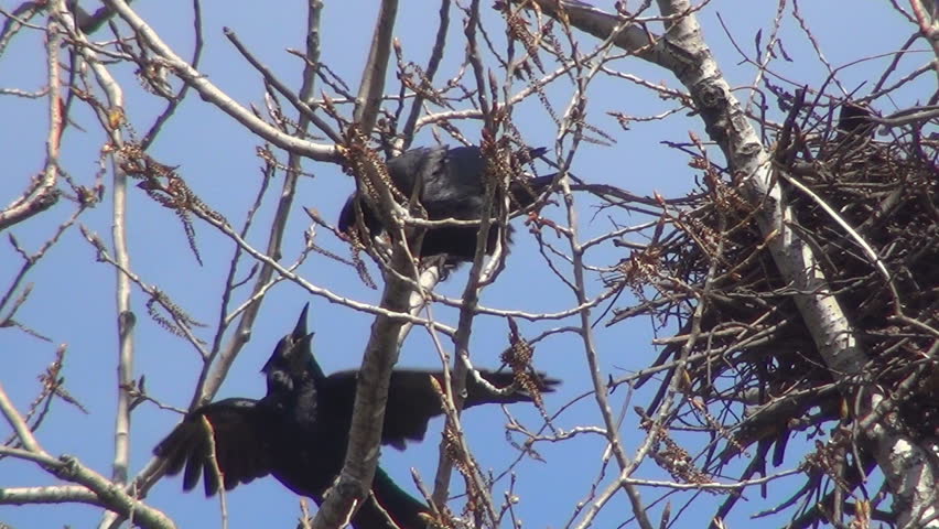 Couple, Pair of Loving Tenderly Crows, Nestling, Family of Ravens Nursing Eggs