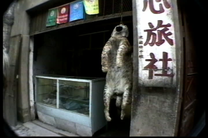 XINING, TIBET - SEPTEMBER 13, 1992: Leopard pelt hangs in front of market stall, camera zooms into stall to more pelts hanging on the walls.