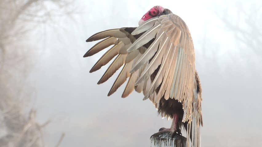 The Turkey Vulture (Cathartes aura) is the most widespread of new world vultures. A scavenger feeding mainly on carrion found by their keen eyesight and sense of smell.