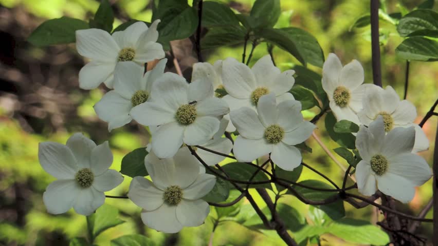 The early bloom of the Pacific Dogwood (Cornus nuttallii) is a harbinger of spring in the Sierra foothills of Northern California.