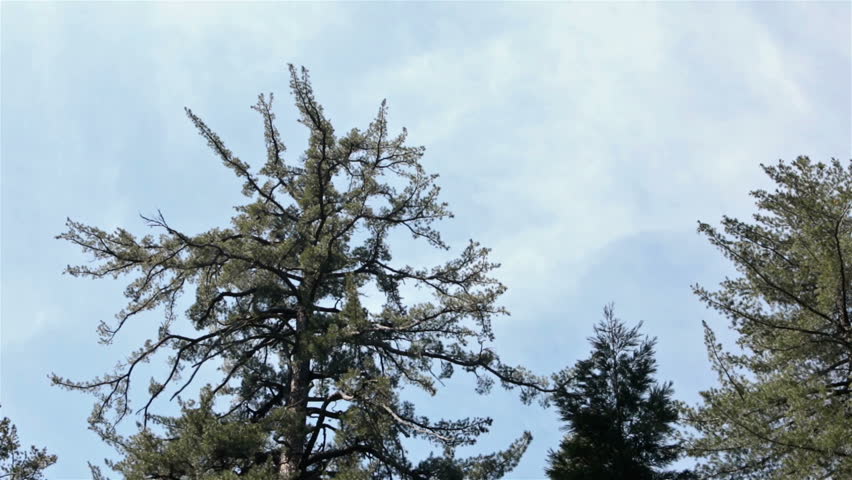 Sequoia Redwood top clouds drift in sky. Sierra Nevada mountains. Established 1890. 404,063 acres. The park is famous for its giant sequoia trees, worlds largest trees.