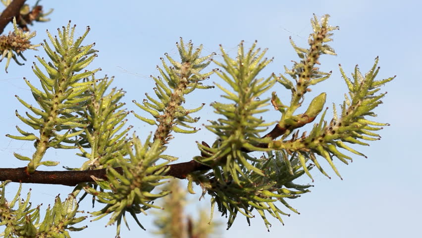 macro shot of blooming willow tree. Salix caprea.