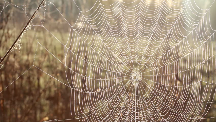 Spider net with water drops
