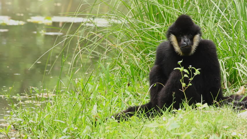 Monkey and nature.
