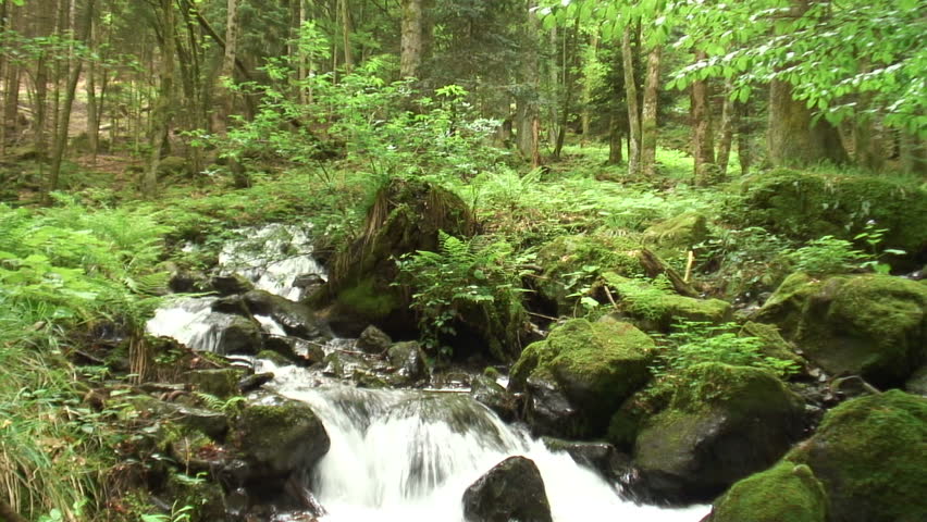 Mountain creek in a green forest in spring. First short horizontal panshot and then vertical panshot. Lauch - Vosges. Tripod. Sound.