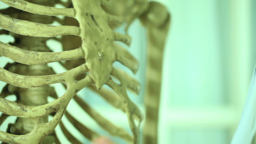 rib cage, doctor explaining or examining.