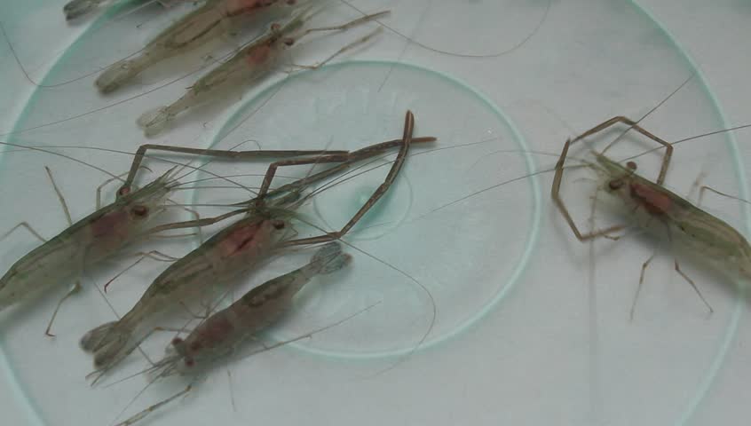 shrimp swimming in water