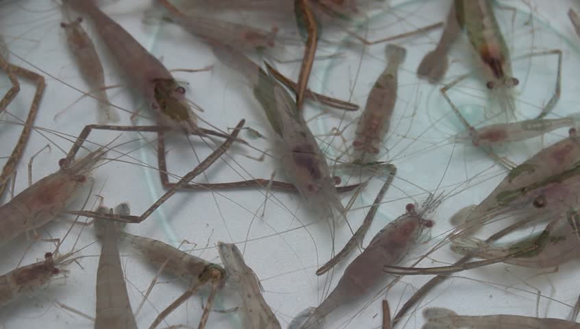 shrimp swimming in water