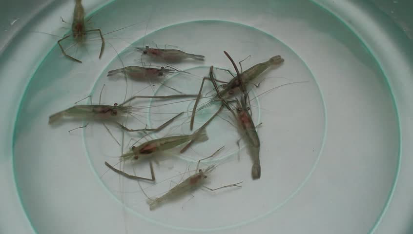 shrimp swimming in water