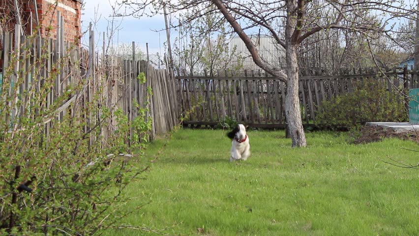 Spaniel executes the command - Come