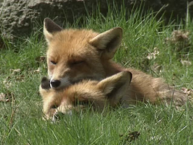 Red fox (vulpes vulpes) pair in grass - close up head. The red fox prefers open areas where visibility is good, and often seeks out open places in the forests when hunting.