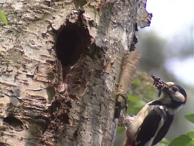 Great spotted woodpecker (dendrocopos major) male - feeds offspring at nest hole and flies off.