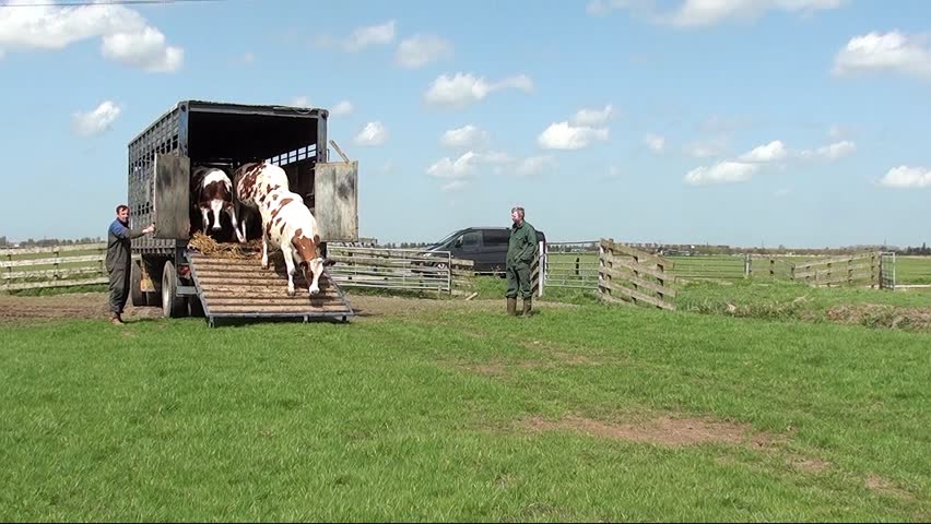 cattle of cows running and jumping in meadow after livestock transport