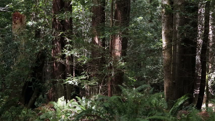 Tranquil peaceful redwood forest and flora fauna. Sequoia National Park Sierra Nevada mountains. Established 1890. 404,063 acres. Famous for giant sequoia trees, the largest trees on Earth. 