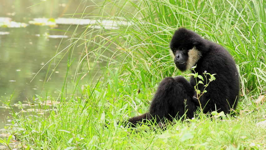 Monkey and nature.
