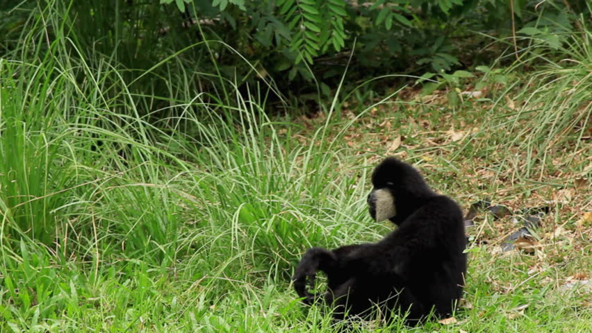 Monkey and nature.
