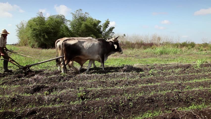 GUINES, CUBA - CIRCA APRIL 2013: Beginning of the growing season, Cuban farmer working in the field, peasant plowing the ground with plow pulled by oxen in farm, circa April 2013 in Guines, Cuba