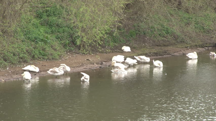 A herd of swans on a riverbank.