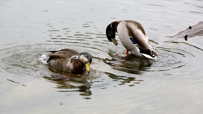 Two mallard ducks cleansing themselves on a log in a pond during light rain.