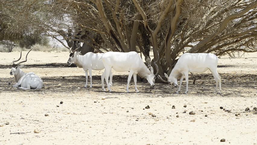 The addax (Addax nasomaculatus), known as the screwhorn antelope, is an antelope that lives in the Sahara desert
