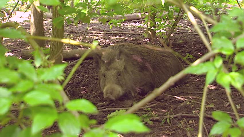 Wild boar in shrubs and mud (sus scrofa) on camera "+ runs away - zoom out