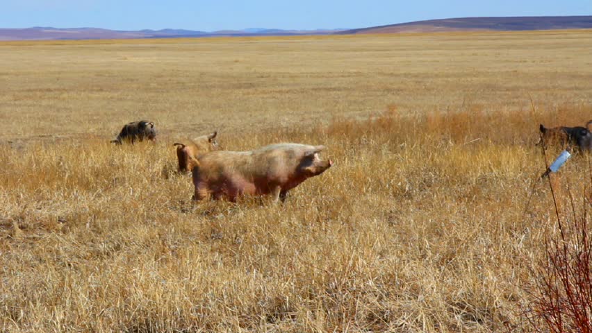 Large herd of pigs on pasture in the field.