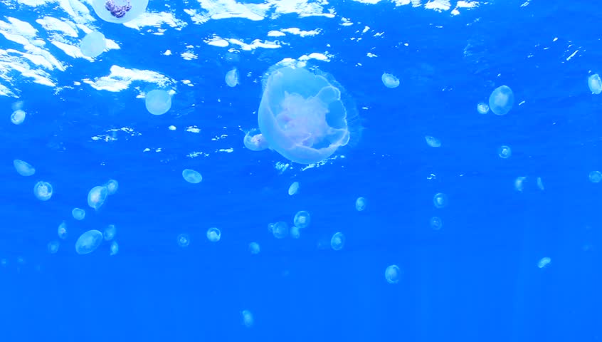 High Definition Video of Moon Jellyfish underwater in ocean