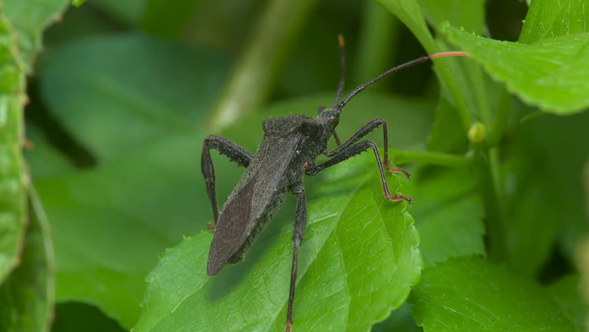Header of Acanthocephala terminalis