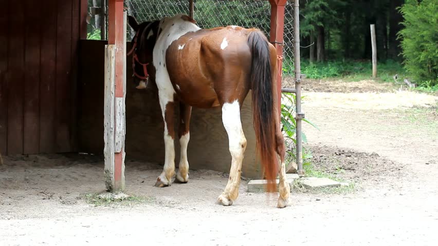 Horse Moving Tail Around While Standing Still In A Barn Stall