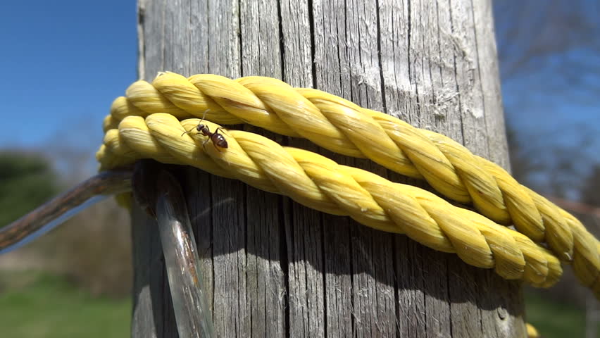 Ant walks on rope that is wrapped around a wooden post.