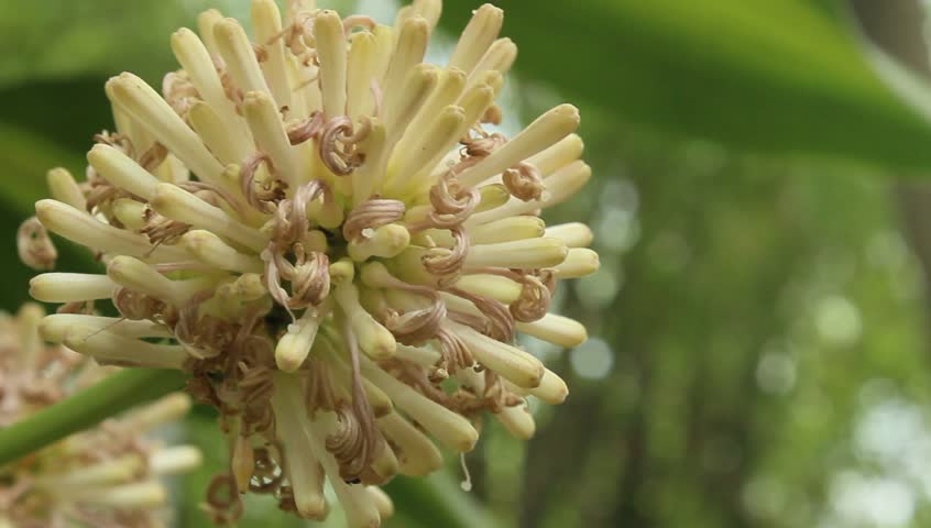 magnolia flower 