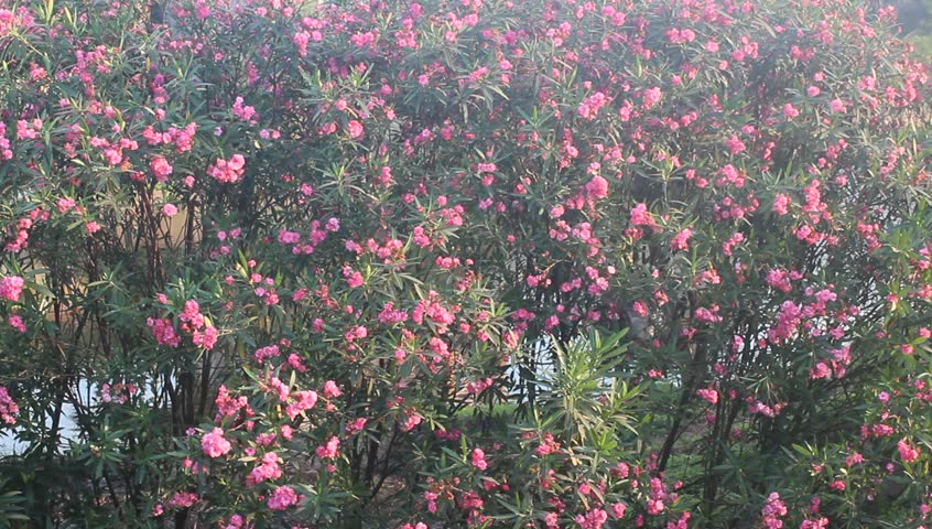 purple flowers and wind