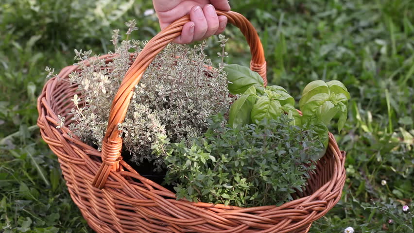 Detail of hand putting down basket with oregano, basil and thyme.