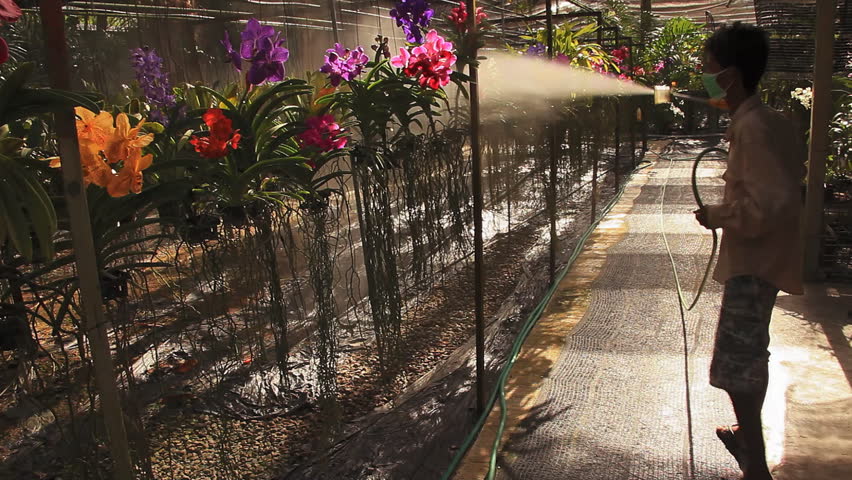 Man sprays water on orchids.  Langkawi, Malaysia.