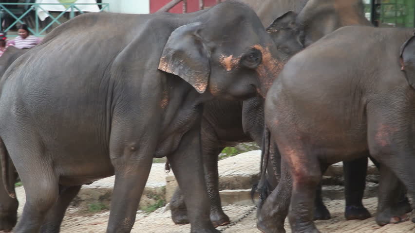 Elephants walk, Pinnawela in Sri Lanka