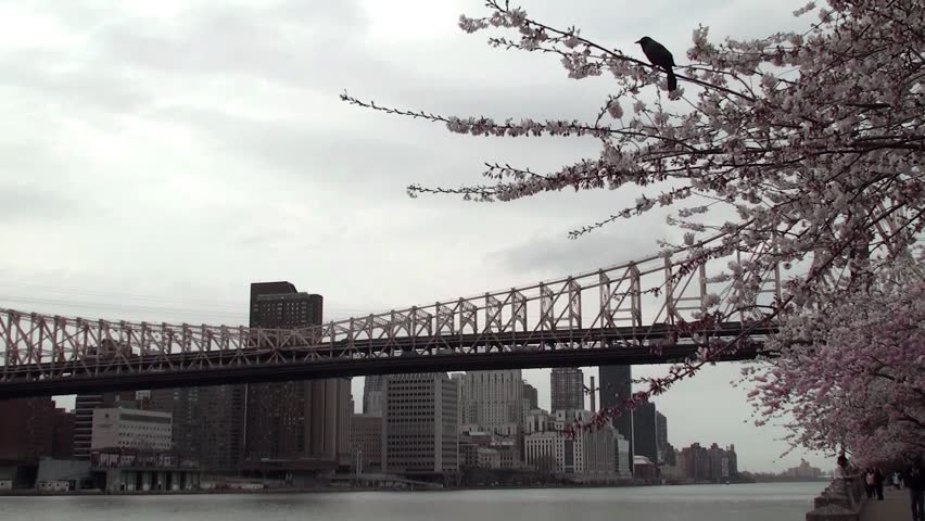 NEW YORK CITY - APRIL 16:
Queensboro Bridge & Manhattan's view  from Roosevelt Island
April 16, 2013 in NYC, New York, USA.
