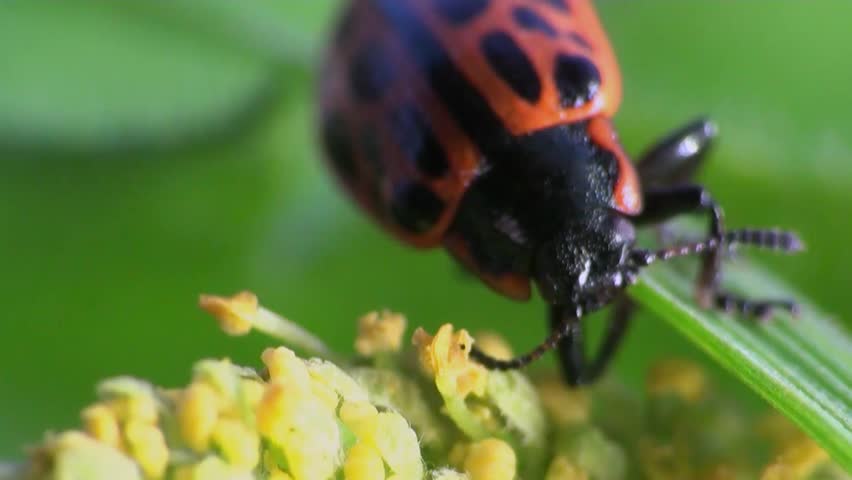 ladybug sitting on leaf