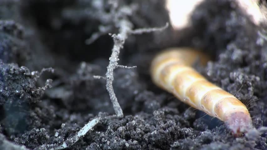 Beetle larva burrows into the ground