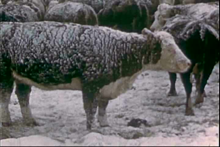 1950s - The problems of cattlemen and the department of agriculture in 1955.