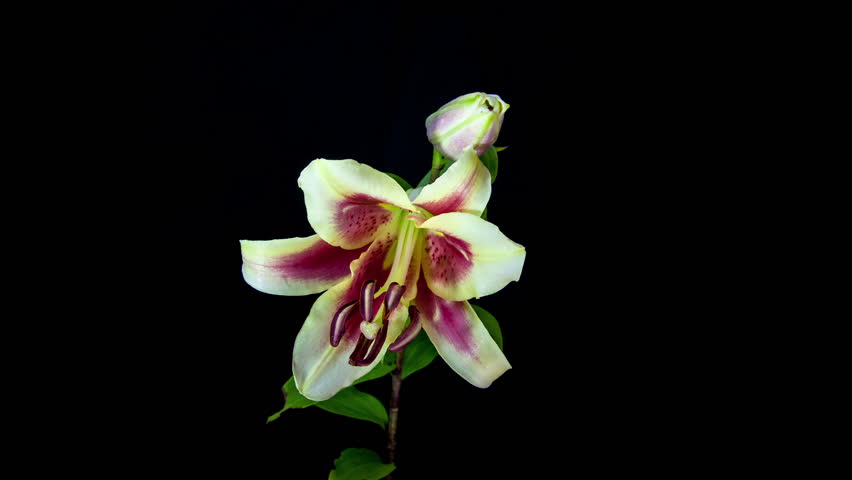 Timelapse of light yellow and red lily flower blooming on black background.