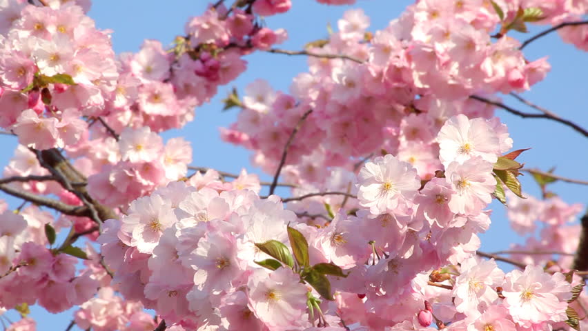 Cherry blossom
