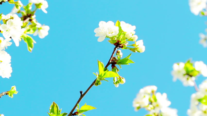 apricot flowers blooming in spring