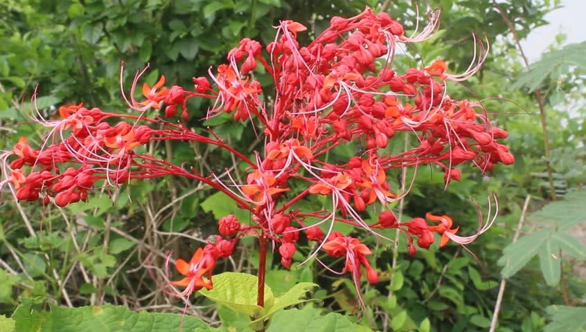 red flower blooming